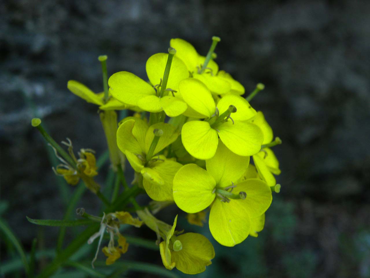Erysimum sp.